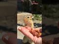 THE GAME #shorts #funny #comedy #cute #animals #chipmunk #charlie #nature #wildlife #doit