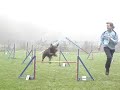 labrador einstein beim training 2008