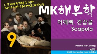 어깨뼈, 견갑골, Clavicle (MK해부학9) - 일반인도 쉽고 재미있게 익히는 해부학 -  서울치대 지식공유이니셔티브 (어깨깡패? 어좁이?? 이 어깨가 그 어깨인가???)