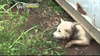 [SBS TV 동물농장] 534회 2011년10월16일 일요일_03