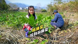 油菜地里捡到几棵青菜，姑娘拿回家栽盆子里，第二天看到无语了！