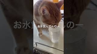 麦さんの気持ち?#猫#ねこ#麦さん#ねこのいる生活