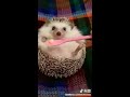 angry hedgehog