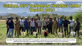 Gerakan Pengendalian OPT Tanaman Kacang Hijau 2024