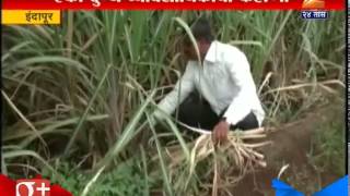 Indapur : One Milk Businessman Farmer Is Crorepati