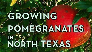 Pomegranate Tree Growing in North Texas – Facts You Should Know