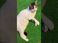 大きなあくびでおかえりの甘えんぼ猫🐈アメショ雑種あおいwhitecat