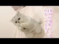 猫の頭を歯ブラシで撫でたら可愛すぎる事態に！！