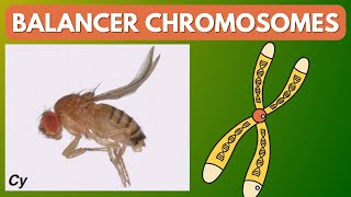 What are Balancer Chromosomes? | Drosophila | Fruit fly | Genetics