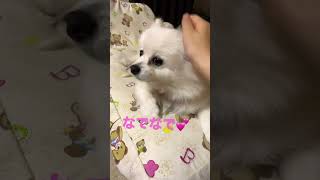 【ポメラニアン】   可愛いアルトくんのなでているだけの癒し❤️       #(愛犬)#(ポメラニアンのいる暮らし)