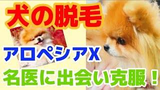 【ポメハゲ】【アロペシアX】実は悩んでましたが生えてきました！名医にたどりつきました！【犬の脱毛】