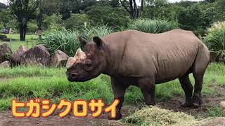 [お子様用] [動物鑑賞] キリン、ライオン、ゾウ、サイ、チーター、トラ、シマウマ、ミーアキャット、サル、オカピなど