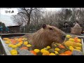 閉園時間前のカピバラ温泉どんな様子？　カピバラ温泉⑥ capybara relaxing in a bath