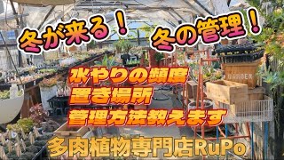 冬が来る！冬の管理　水やりの頻度　管理方法のお話！　多肉植物専門店RuPo