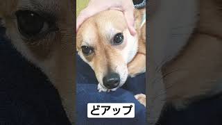 膝の上で頭を撫でられる豆柴　#shorts #柴犬 #豆柴 #癒し