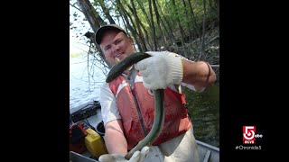 From the Sargasso Sea to Downeast Maine, the long, strange trip of glass eels