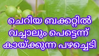 ചെറിയ ബക്കറ്റിൽ നട്ടാലും പെട്ടെന്ന് കായ്ക്കുന്ന പഴച്ചെടി/best fruit plant in container at home