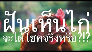 EP1: ฝันเห็นไก่ ทำนายว่าอย่างไร เลขเด่นเป็นมงคลคืออะไร?!?