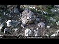 wild wasatch trail cam highlights 24 feb – 09 mar 2024