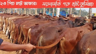 কম দামে ২৩ পিচ লট অফার ৮৫,০০০ টাকা | ষাঁড় গরু |ময়নামতি গরুর হাট | কুমিল্লা | cow price