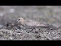 baird s sandpiper calidris bairdii foraging.