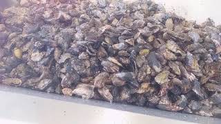 SED OYSTER SORTING MACHINE