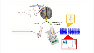 Transcranial Magnetic Stimulation (TMS) Intro & Demo