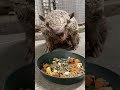 Dilbert eats his Breakfast - Cincinnati Zoo #shorts