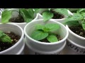 2017 Pepper Grow Season, Episode 04 (Plants update)