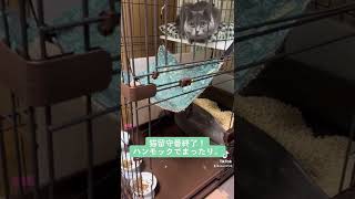 猫留守番終了。まだ眠いのかケージから出ずハンモックでまったり。#cat  #catvideos  #catlover  #ねこ  #ねこのいる生活  #ブリティッシュショートヘア  #shorts