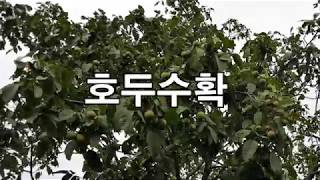 [호두농장]국산호두수확