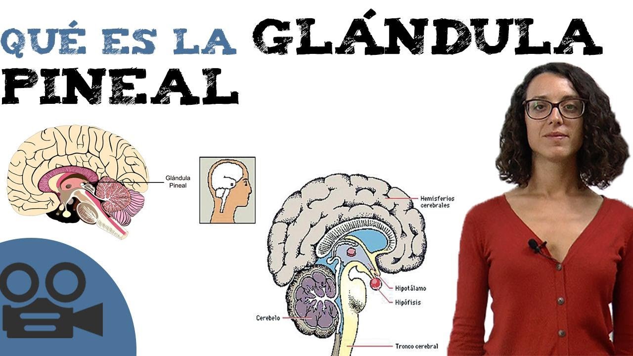 Qué Es La Glándula Pineal - YouTube