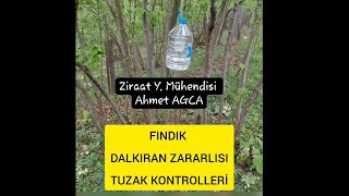 Fındık dalkıran zararlısı (Xyloborus dispars) tuzak kontrolü