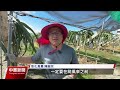 強颱康芮風雨逼近 中部農民搶收木瓜、青蔥減損失｜20241030 公視中晝新聞