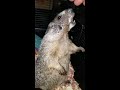 marmot attacks fat hand