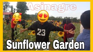 Way to Sunflower Garden ||Asinagre Garobadha||HMs World