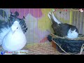 পেশওয়ারি ও ময়ূর পঙখী কবুতর peshwari and moyurponkhi kobutor fantail and lokkha pigeon লক্ষা