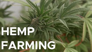 What hemp farming looks like | Sci NC