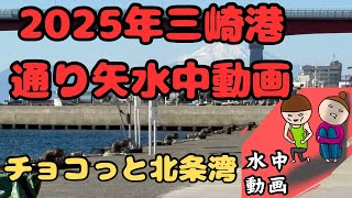 三崎港通り矢　水中動画2025年現在の状況