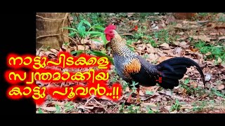 Grey jungle fowl