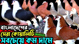 বাংলাদেশের সেরা কবুতর নিয়ে হাজির আজিম মামার খামার থেকে || সবচেয়ে কম দামে ফেন্সি কবুতর বিক্রি হবে