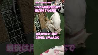 弟猫に追われる7キロの兄猫結末 #cat #shorts #保護猫 #猫のいる暮らし