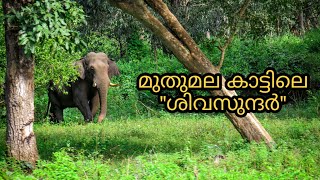 മുതുമല കാട്ടിലെ കൊമ്പൻ  | Mudumalai National Park and Wildlife Sanctuary | Muthumala