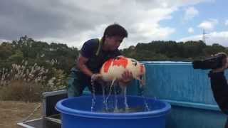 2015 Isa Jumbo Koi Harvest