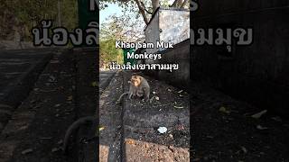 ขับรถดูลิง เขาสามมุข ชลบุรี Khao Sam Muk Monkeys.