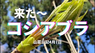 【コシアブラ】一年振りの再会に感激！山菜日記vol.11