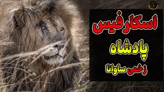 اسکارفیس شیری که شکست رو تجربه نکرد : راز زخم صورت اسکارفیس