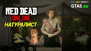 Натуралист в Red Dead Online - новые возможности обновления The Naturalist и бонусы игры RDR 2