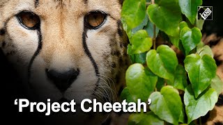 Project Cheetah kicks off, PM Modi releases 8 ‘big cats’ in Kuno National Park