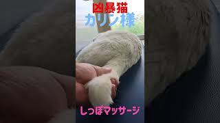 凶暴猫のカリン様‼️下僕がしっぽマッサージを #shorts